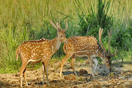 Chituwan National park – Banke – Bardiya – Suklaphanta National park Safari