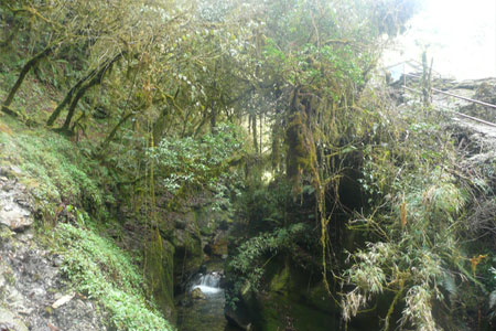 Ghorepani Ghandruk Circuit Trekking