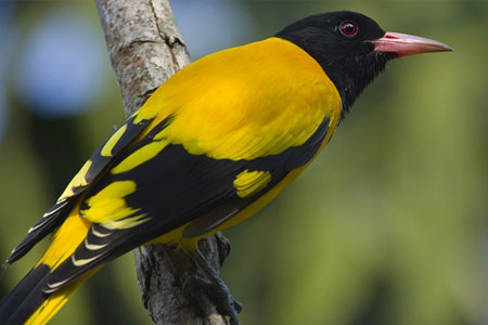 Koshi Tappu Wildlife