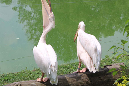 Koshi Tappu Wildlife Reserve