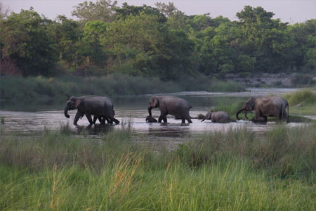 Koshi - Parsa - Chituwan Safari