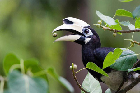 Koshi Tappu wildlife reserve